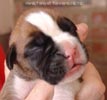 Tanyati A Litter