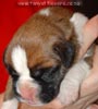 Tanyati A Litter