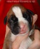 Tanyati A Litter