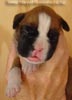 Tanyati A Litter