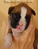 Tanyati A Litter