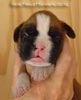 Tanyati A Litter
