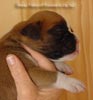 Tanyati A Litter