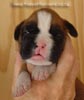 Tanyati A Litter