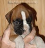 Tanyati A Litter