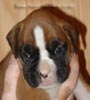 Tanyati A Litter