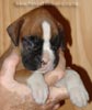Tanyati A Litter