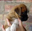 Tanyati A Litter
