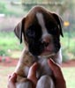 Tanyati A Litter