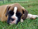 Tanyati A Litter