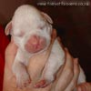 Tanyati A Litter
