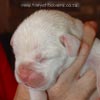 Tanyati A Litter