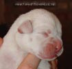 Tanyati A Litter