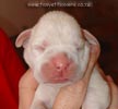 Tanyati A Litter