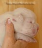 Tanyati A Litter
