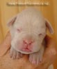 Tanyati A Litter