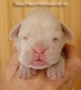 Tanyati A Litter