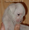 Tanyati A Litter