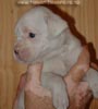 Tanyati A Litter