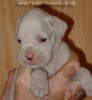 Tanyati A Litter