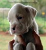 Tanyati A Litter