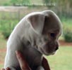 Tanyati A Litter