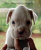 Tanyati A Litter