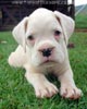 Tanyati A Litter