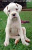 Tanyati A Litter