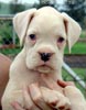Tanyati A Litter