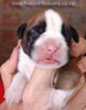 Tanyati A Litter
