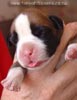 Tanyati A Litter