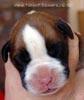 Tanyati A Litter