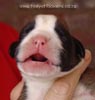 Tanyati A Litter