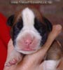 Tanyati A Litter