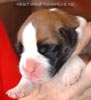 Tanyati A Litter