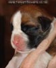 Tanyati A Litter