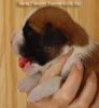 Tanyati A Litter