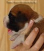 Tanyati A Litter