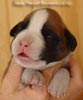 Tanyati A Litter