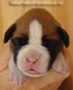 Tanyati A Litter