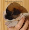 Tanyati A Litter