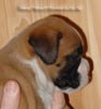 Tanyati A Litter