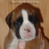 Tanyati A Litter