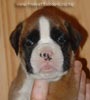 Tanyati A Litter