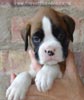 Tanyati A Litter