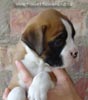 Tanyati A Litter