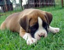 Tanyati A Litter
