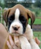 Tanyati A Litter