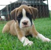 Tanyati A Litter